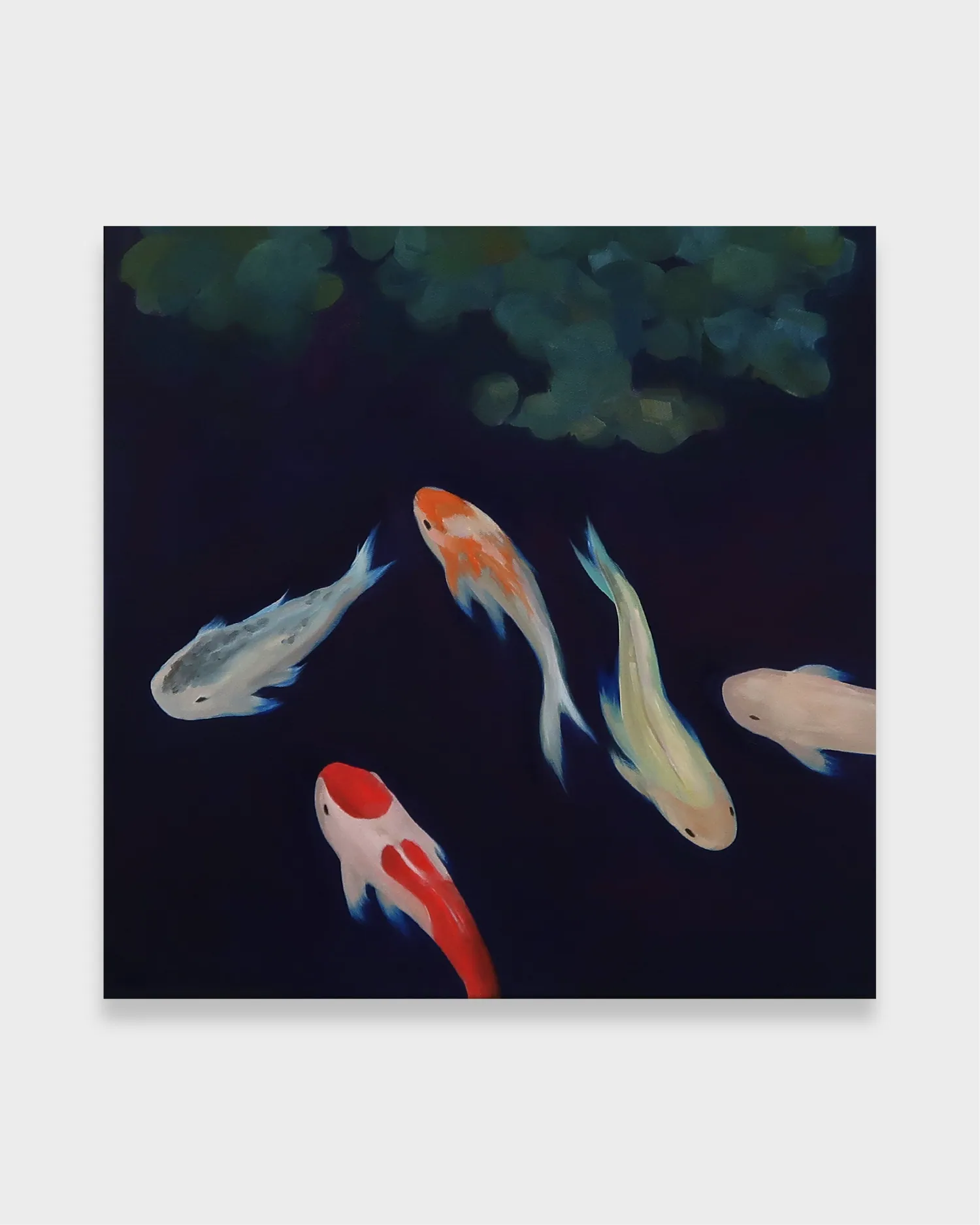 Meadowbrook Koi
